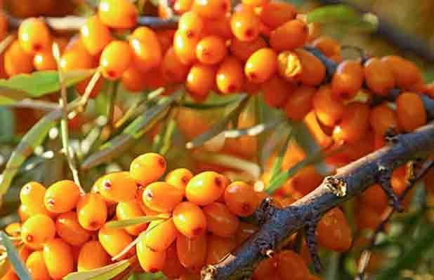 ESPINO AMARILLO ENERGIA PARA TU PIEL Y SALUD